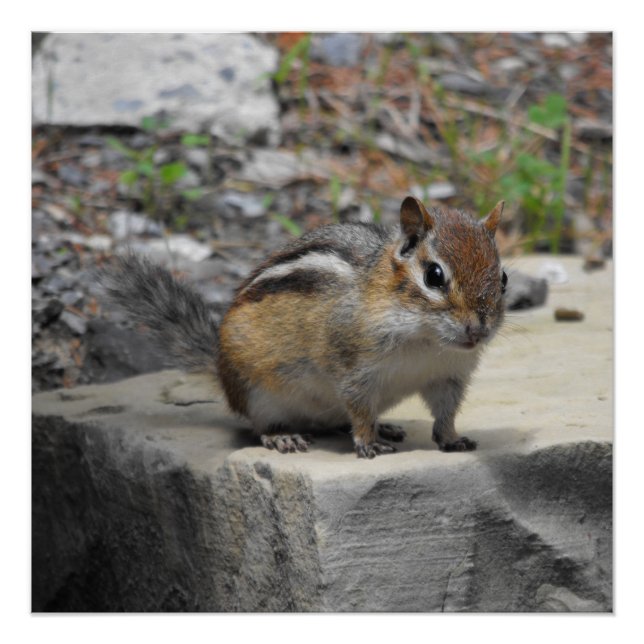 Niedlicher Chipmunk wie Critter auf einem Felsen Poster (Vorderseite)