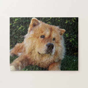 Niedlicher Chow-Chow-Hund