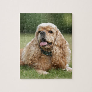 Niedlicher Cockerspaniel