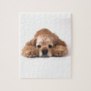 Niedlicher Cockerspaniel