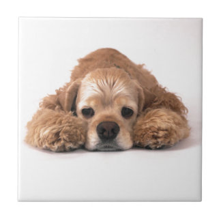 Niedlicher Cockerspaniel Fliese