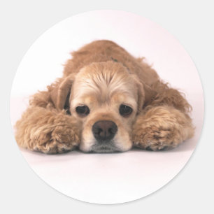 Niedlicher Cockerspaniel Runder Aufkleber