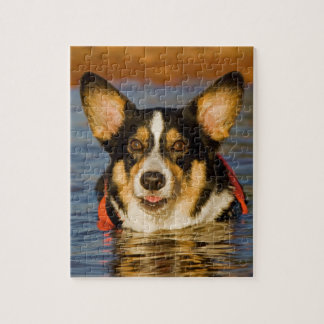 Niedlicher Corgi