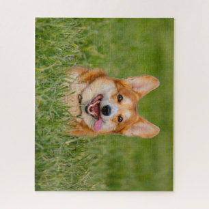 Niedlicher Corgi im Gras