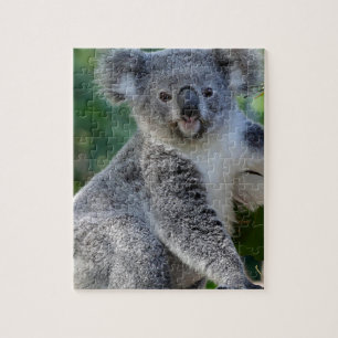 Niedlicher cuddly australischer Koala