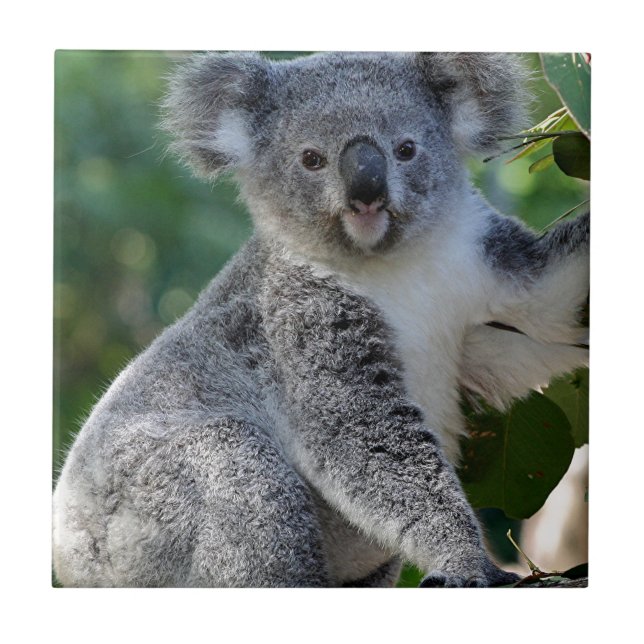 Niedlicher cuddly australischer Koala Fliese (Vorderseite)