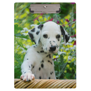 Niedlicher Dalmatiner Hund Welpe Portrait Foto - a Klemmbrett