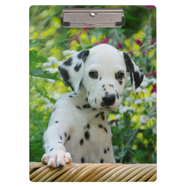 Niedlicher Dalmatiner Hund Welpe Portrait Foto - a Klemmbrett (Vorderseite)