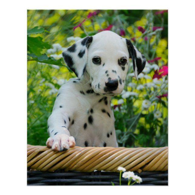 Niedlicher Dalmatiner Hund Welpenportrait, Foto Poster (Vorderseite)