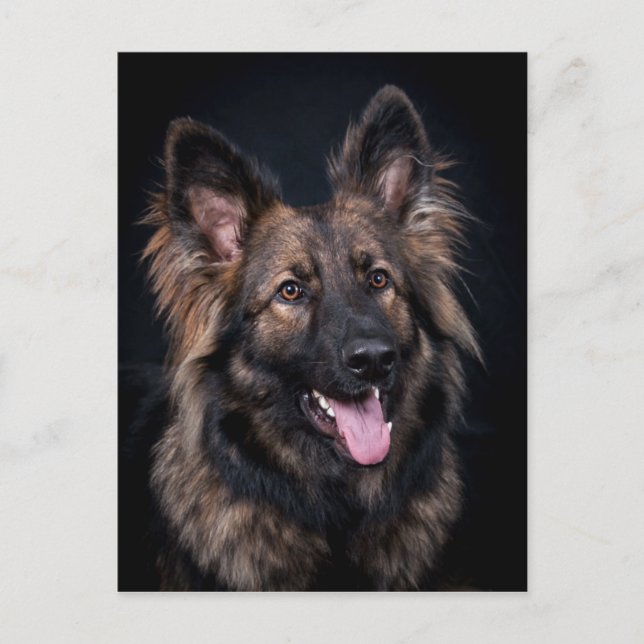 Niedlicher deutscher Schäferhund alsatischer Postk Postkarte (Vorderseite)