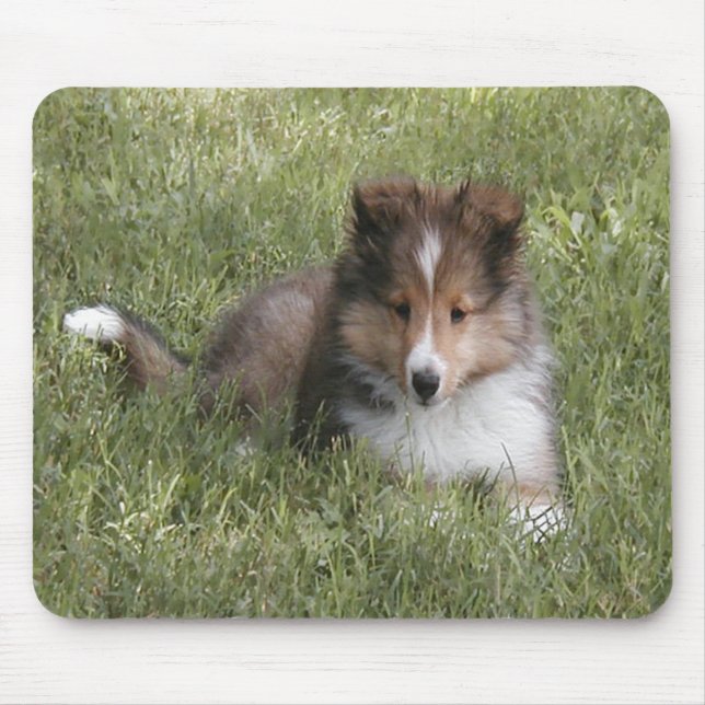 Niedlicher die Shetlandinseln-Schäferhundwelpe, Mousepad (Vorne)