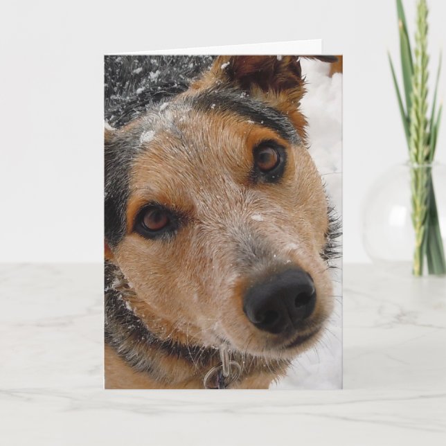 Niedlicher Dog Graduate Herzlichen Glückwunsch Abs Karte (Vorderseite)