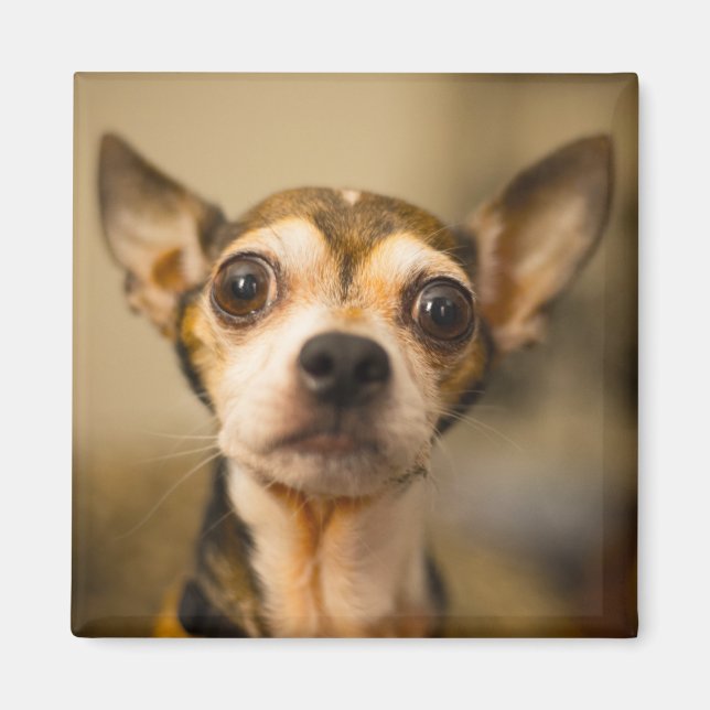 Niedlicher Dog-Magnet 10 Magnet (Vorne)