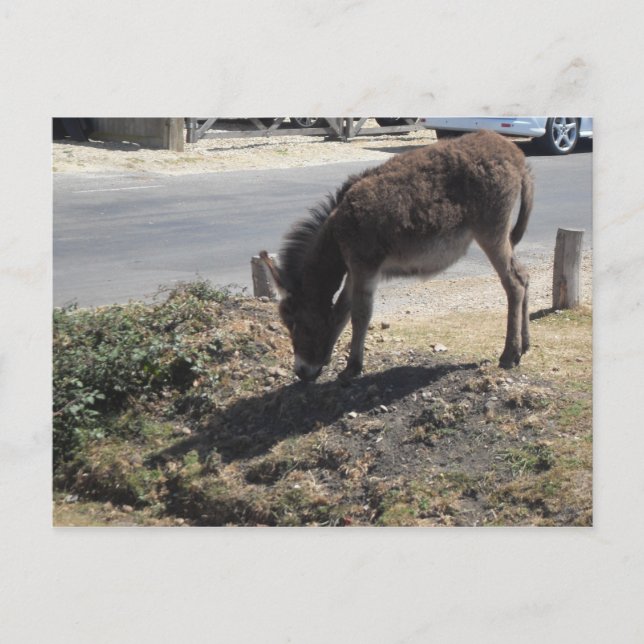 Niedlicher Donkey Foal Postkarte (Vorderseite)