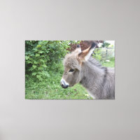 Niedlicher Donkey