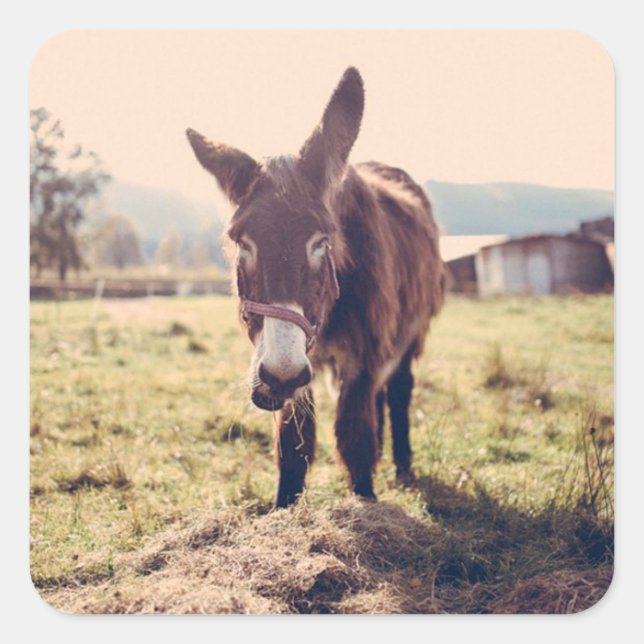 Niedlicher Donkey-Sticker Quadratischer Aufkleber (Vorderseite)
