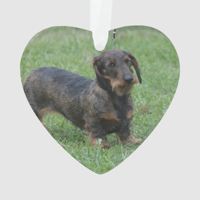 Niedlicher Draht-behaarte Dackel Ornament (Rückseite)
