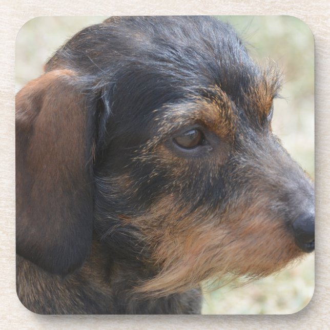 Niedlicher Draht behaartes Dashchund Untersetzer (Vorderseite)