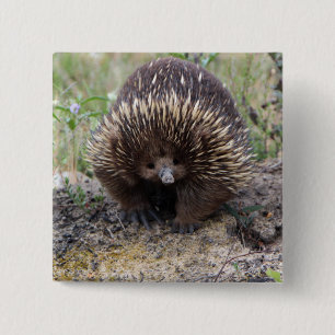 Niedlicher Echidna von Australien Button