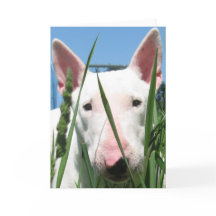 Niedlicher Englisch-Stier-Terrier