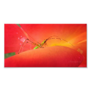 Niedlicher Fehler in einer Blume der Roten Orangen Fotodruck