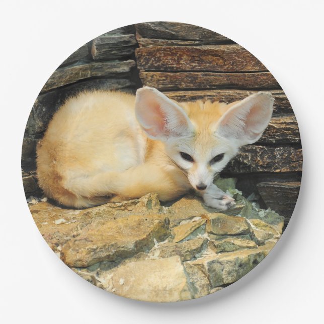 Niedlicher fennec Fuchs Pappteller (Vorderseite)