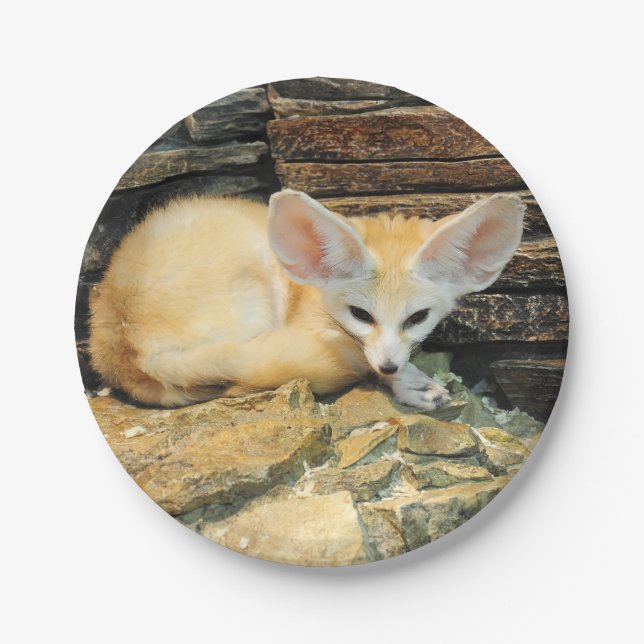 Niedlicher fennec Fuchs Pappteller (Vorderseite)