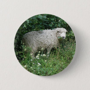 Niedlicher Fluffy White Sheep Eating Button