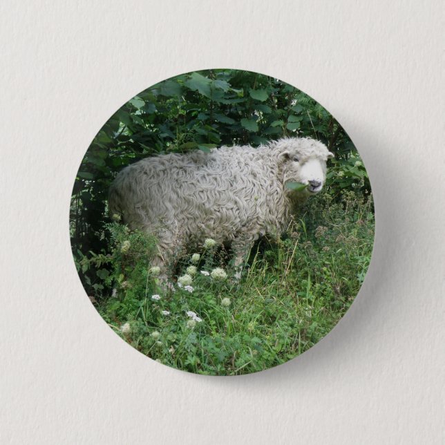 Niedlicher Fluffy White Sheep Eating Button (Vorderseite)