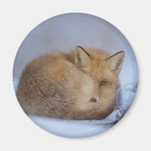 Niedlicher Fox hat das Foto im Winter aufgerissen Magnet