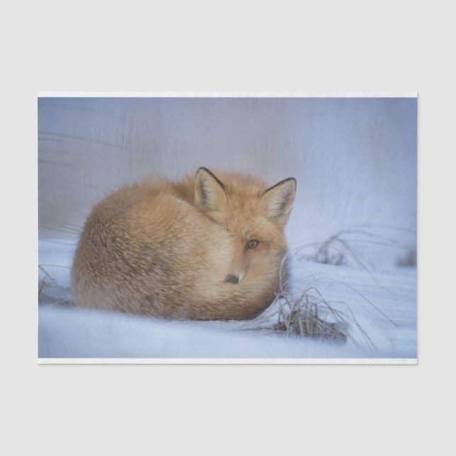 Niedlicher Fox hat das Foto im Winter aufgerissen Seidenpapier (Vorderseite)
