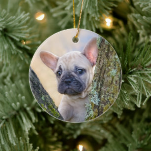 Niedlicher französischer Bulldog Welpe in einer Zw Keramik Ornament