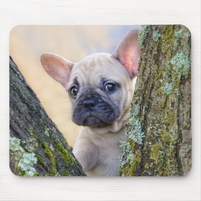 Niedlicher französischer Bulldog Welpe in einer Zw Mousepad (Vorne)