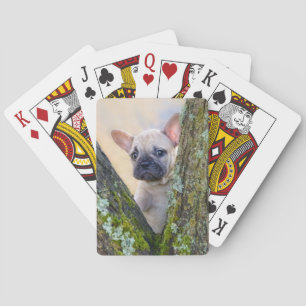 Niedlicher französischer Bulldog Welpe in einer Zw Spielkarten