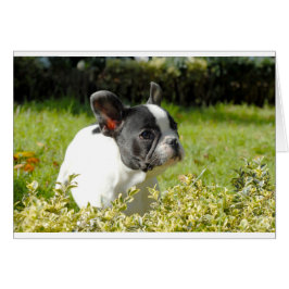 Niedlicher französischer Bulldogge auf Gras