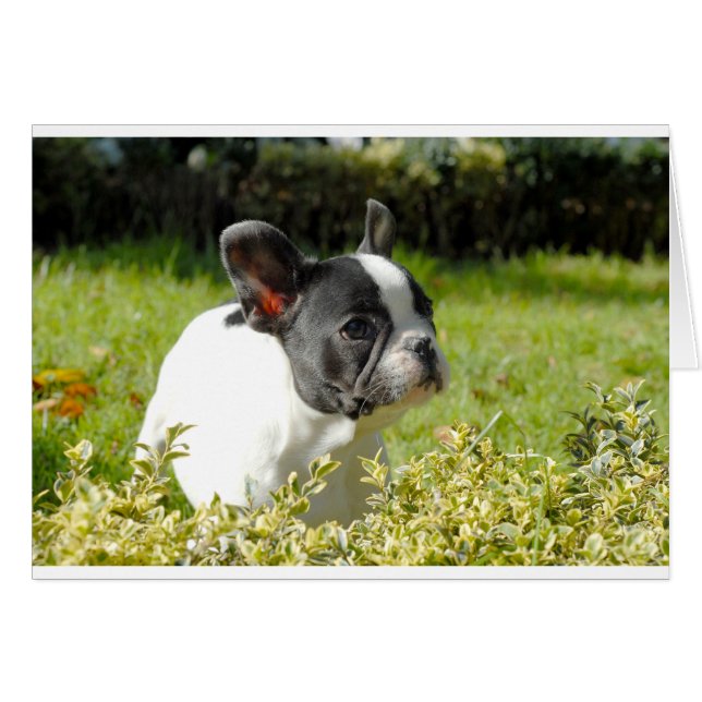 Niedlicher französischer Bulldogge auf Gras (Vorderseite (Horizontal))