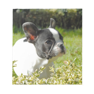 Niedlicher französischer Bulldogge auf Gras Notizblock