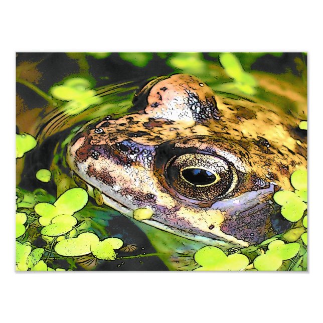 NIEDLICHER FROG FOTODRUCK (Vorne)