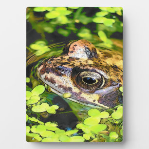 NIEDLICHER FROG FOTOPLATTE