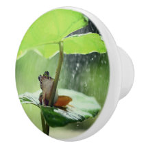 Niedlicher Frosch auf Lily Schöne Natur