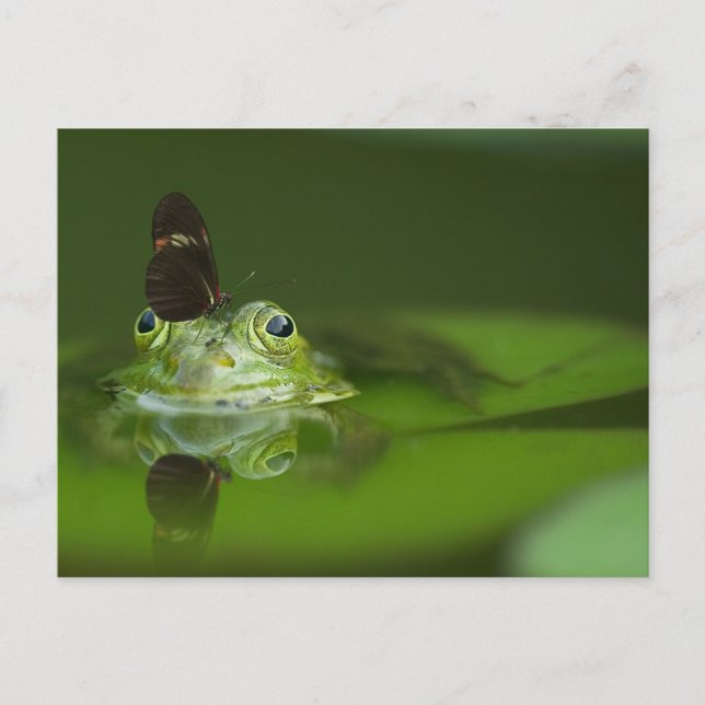 Niedlicher Frosch mit einem Schmetterling auf der  Postkarte (Vorderseite)
