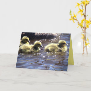 Niedlicher Frühling Goslings Baby Gänse schwimmen Karte