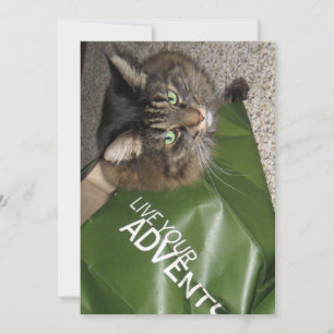 Niedlicher Funny Maine Coon Kitty Cat The Adventur