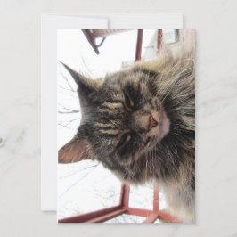 Niedlicher Funny Maine Coon Kitty Content