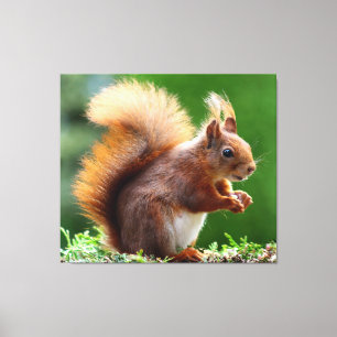 Niedlicher Funny Squirrel Canvas-Druck Leinwanddruck