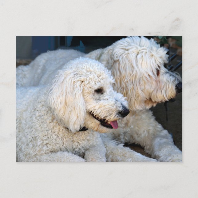 Niedlicher Golden Doodle-Hintergrund Postkarte (Vorderseite)