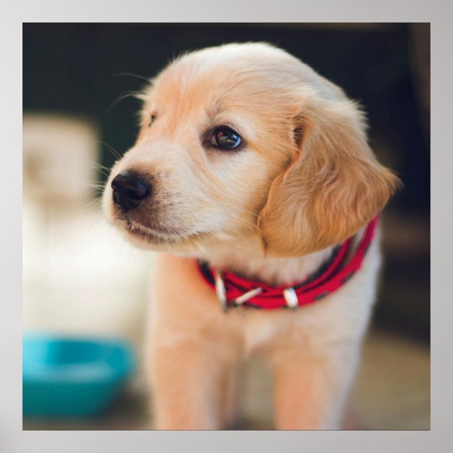 Niedlicher Golden Retriever Welpenhund Poster (Vorne)