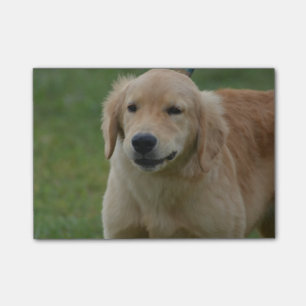 Niedlicher goldener Retriever-Welpe Post-it Klebezettel