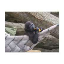 Niedlicher Gorilla, der Sie isst und anschaut