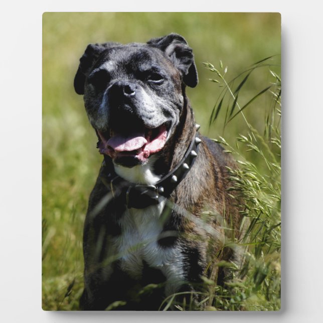 Niedlicher Grashund Fotoplatte (Vorderseite)